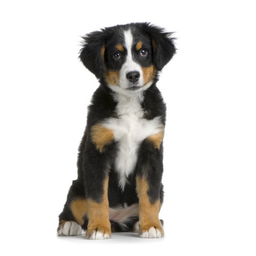 Berner Sennen